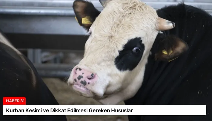 Kurban Kesimi ve Dikkat Edilmesi Gereken Hususlar