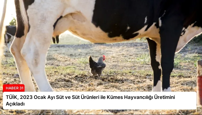 TÜİK, 2023 Ocak Ayı Süt ve Süt Ürünleri ile Kümes Hayvancılığı Üretimini Açıkladı