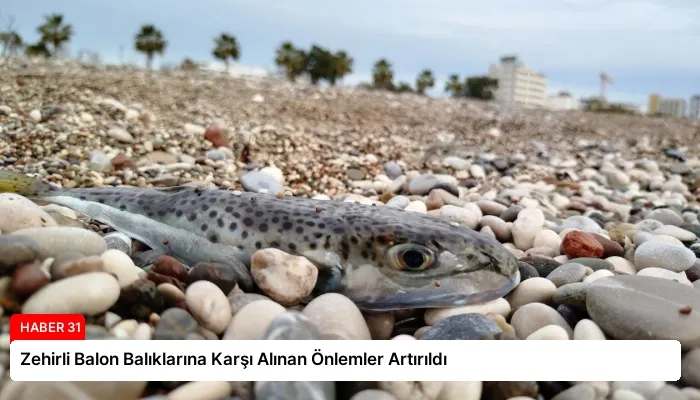 Zehirli Balon Balıklarına Karşı Alınan Önlemler Artırıldı