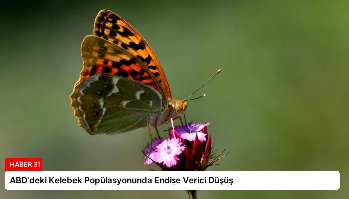 ABD’deki Kelebek Popülasyonunda Endişe Verici Düşüş