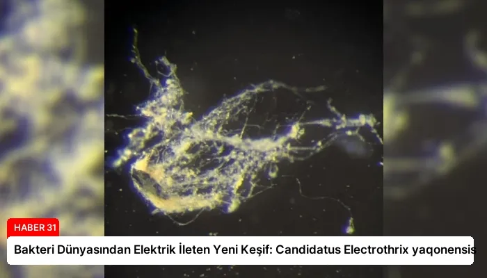 Bakteri Dünyasından Elektrik İleten Yeni Keşif: Candidatus Electrothrix yaqonensis