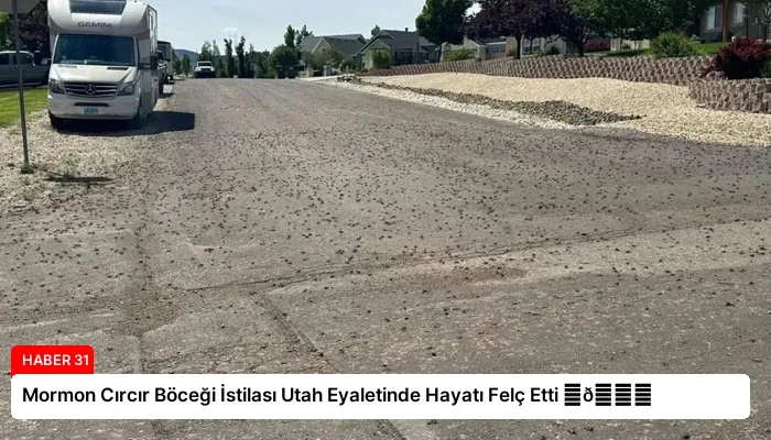 Mormon Cırcır Böceği İstilası Utah Eyaletinde Hayatı Felç Etti ⏬👇
