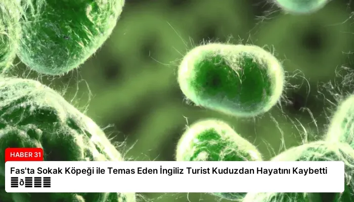 Fas’ta Sokak Köpeği ile Temas Eden İngiliz Turist Kuduzdan Hayatını Kaybetti ⏬👇