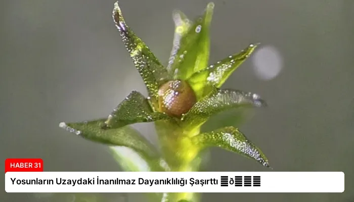 Yosunların Uzaydaki İnanılmaz Dayanıklılığı Şaşırttı ⏬👇