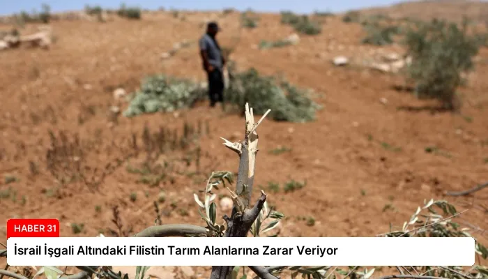 İsrail İşgali Altındaki Filistin Tarım Alanlarına Zarar Veriyor