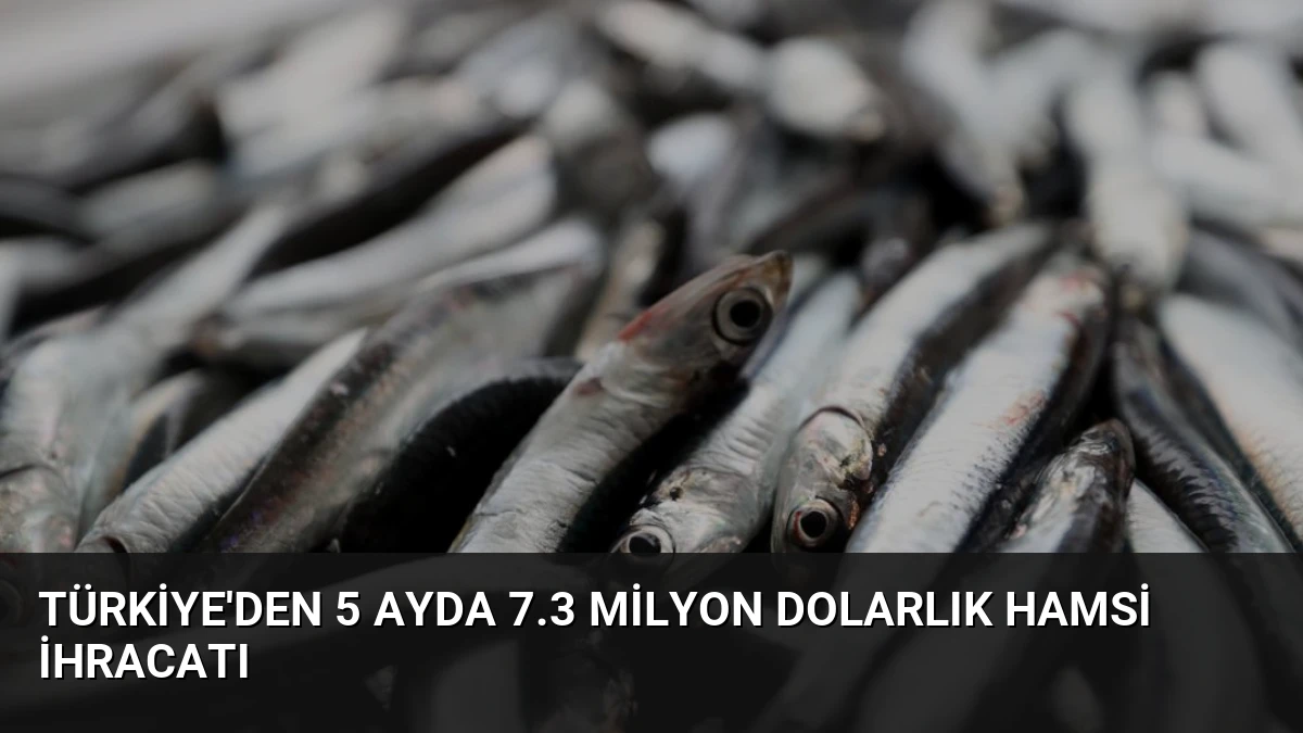 Türkiye’den 5 Ayda 7.3 Milyon Dolarlık Hamsi İhracatı