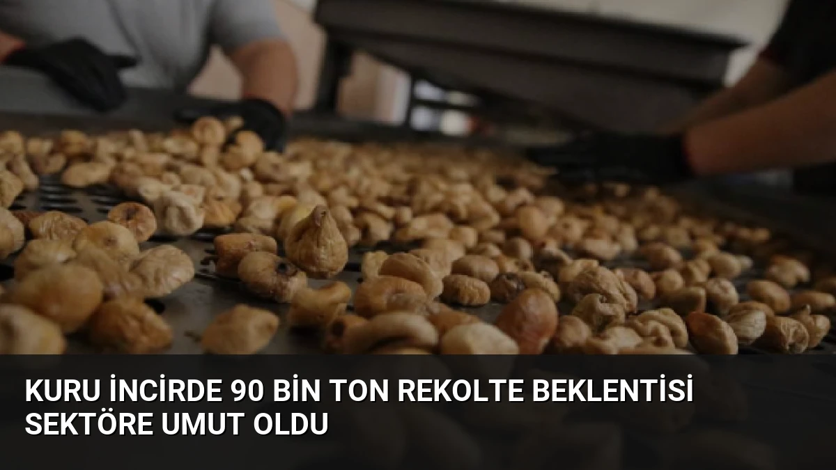 Kuru İncirde 90 Bin Ton Rekolte Beklentisi Sektöre Umut Oldu