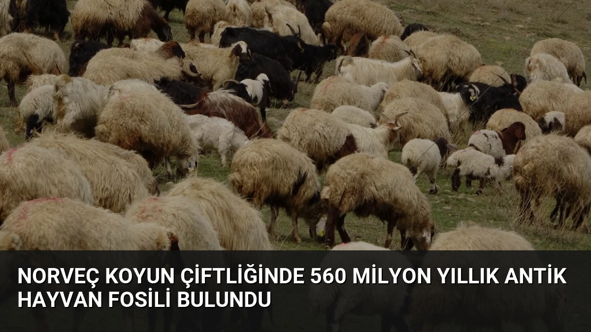 Norveç Koyun Çiftliğinde 560 Milyon Yıllık Antik Hayvan Fosili Bulundu